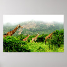 beautiful girrafes print