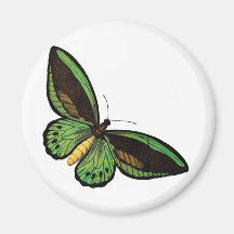 Beautiful Green Butterfly Fridge Magnet