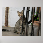 Beautiful grey tabby cat poster posters