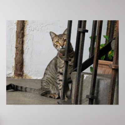 Beautiful grey tabby cat poster by ritmoboxer