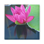 Beautiful Half bloomed red water lily Magnet