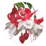 Beautiful hanging fuchsia plant round sticker