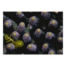 Beautiful Hard corals harbouring a tiny yellow Chr Announcements