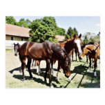 Beautiful Horse Postcards