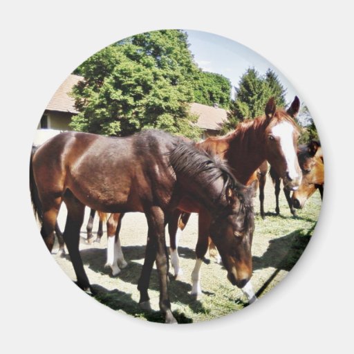 Beautiful Horse Refrigerator Magnets