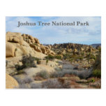 Beautiful Joshua Tree Postcard!
