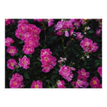 Beautiful Kordesii Rose 'William Baffin' Invites