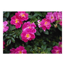 Beautiful Kordesii Rose 'William Baffin' Invites
