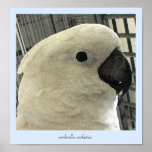 Beautiful Kuckoo posters