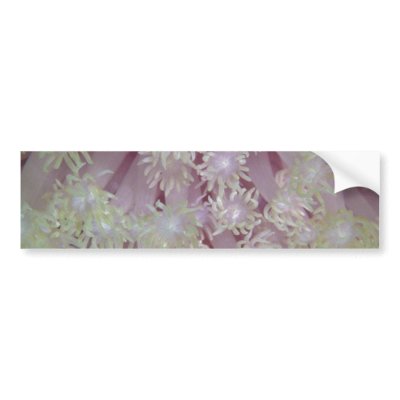 Beautiful Lavender coral polyps from the Red Sea Bumper Sticker by inspirelove