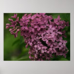 Beautiful Lilac Poster!