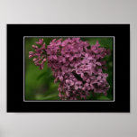 Beautiful Lilac Poster! (with border)