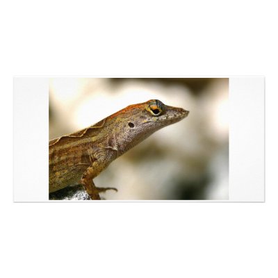 Beautiful lizard by bridgettedunn