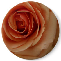 Beautiful Macrophoto Peach Rose Button