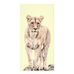 Beautiful Majestic Lioness Photo Card Template