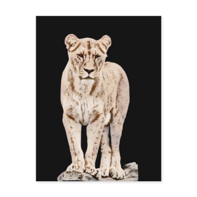 Beautiful Majestic Lioness Post Card by willowdewisp