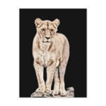Beautiful Majestic Lioness postcards