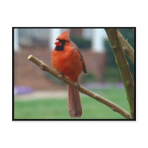 Beautiful Male Cardinal Postcards