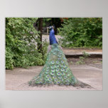 Beautiful  male peacock print