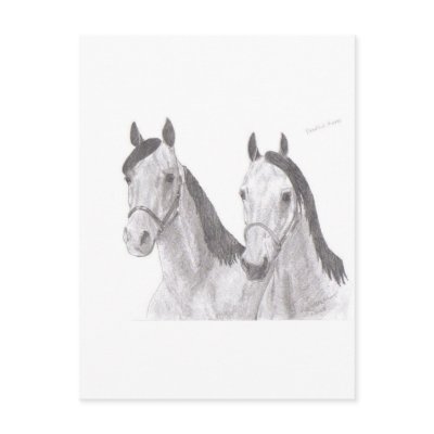 Beautiful Mares Horse Drawings Post Card by ForeverMorgans