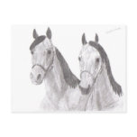 Beautiful Mares Horse Drawings Postcard