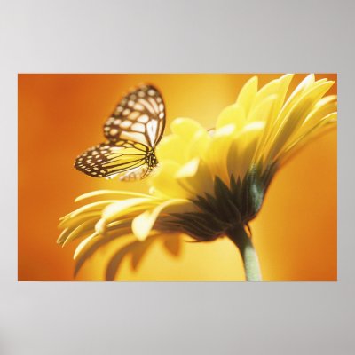 Beautiful Monarch Butterfly on a Flower Print by MidnightDreamer