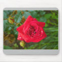 Beautiful Nature: Red Rose - Mousepad