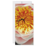 Beautiful nenufar plant/flower rack cards