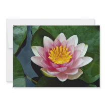 Beautiful Nymphaea attraction, red, hardy water li Custom Announcements