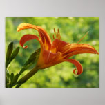 Beautiful orange lily poster