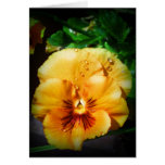 Beautiful Orange Pansy Greeting Card