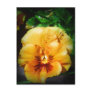 Beautiful Orange Pansy Post Card