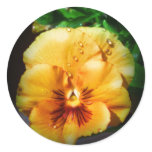 Beautiful Orange Pansy Round Stickers