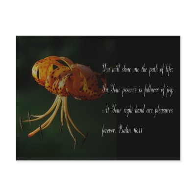 Beautiful orange Tiger lily Postcard by MAPASUE