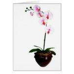 Beautiful Orchid Greeting Card