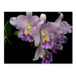 Beautiful Orchid, cattleya (ariel x labiata) Post Cards