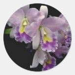 Beautiful Orchid, cattleya (ariel x labiata) Sticker