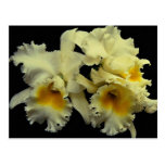 Beautiful Orchid cattleya (Doug Johnson) Post Cards