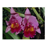 Beautiful Orchid, cattleya-hybrid (b c loosdrecht) Post Card
