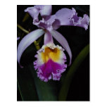 Beautiful Orchid, cattleya trianae (columbia) Post Card