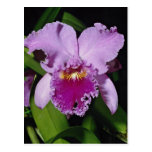 Beautiful Orchid, cattleya trianae Post Card