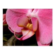 Beautiful Orchid Photographs Post Card