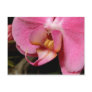 Beautiful Orchid Photographs Post Card