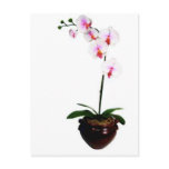 Beautiful Orchid Post Card