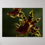 Beautiful Orchid Poster!