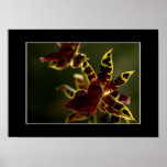 Beautiful Orchid Poster! (with border)
