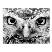 Beautiful Owl Wildlife Photo Gifts Post Card
