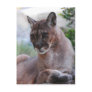 Beautiful Panther Post Cards