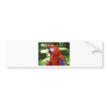 Beautiful Parrot Bumper Stickers