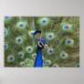 Beautiful peacock Framed Poster